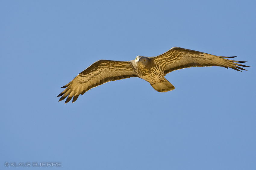 Honey Buzzard_KBJ4763.jpg - Honey Buzzard male - Eilat Mountains